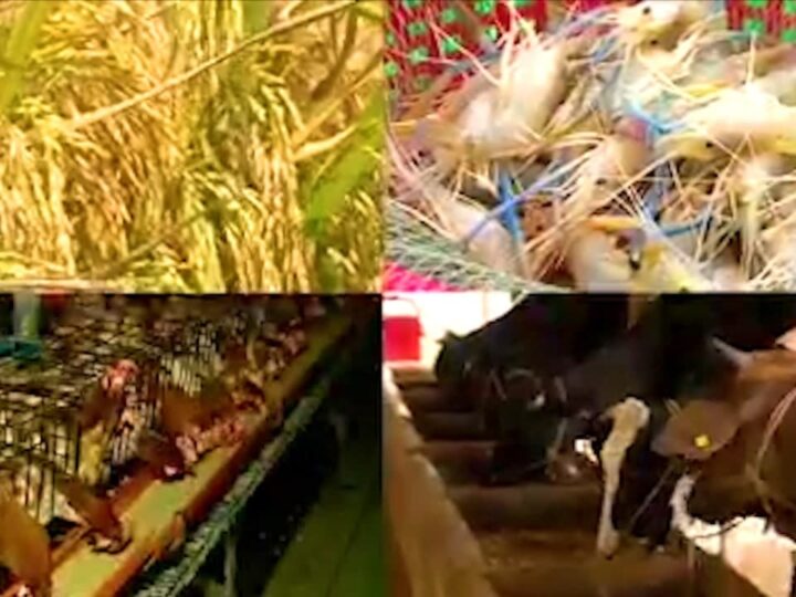 PN | နိုင်ငံတွင်း စိုက်ပျိုးရေးနဲ့ မွေးမြူရေးကို မြှင့်တင်လျက်ရှိ