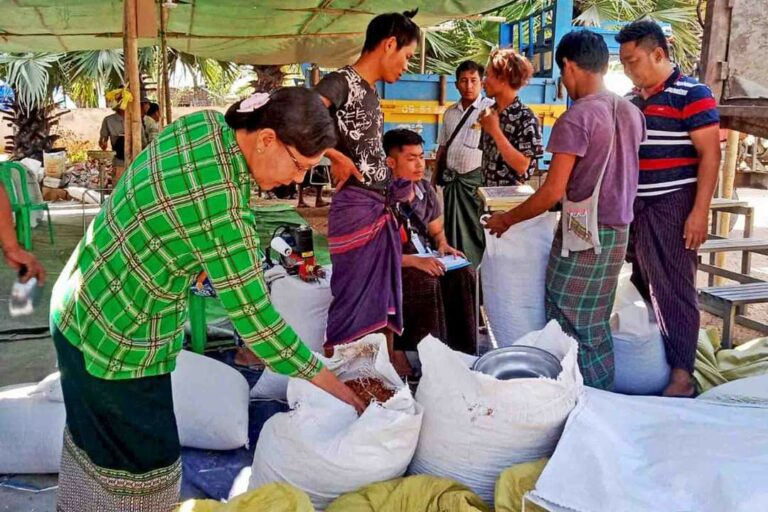 ပွင့်ဖြူမြို့နယ်တွင် တောင်သူများစုပေါင်း၍ ကုလားပဲသီးနှံရောင်းချ