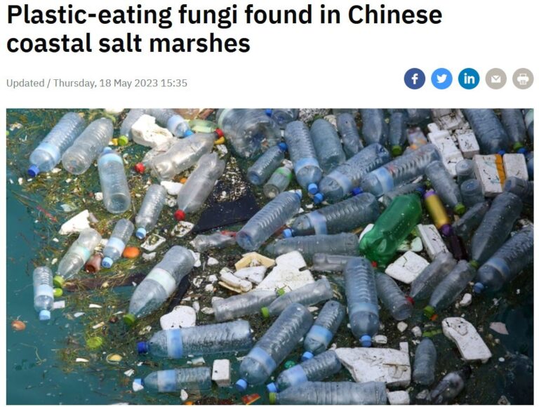 ပလပ်စတစ်စားသော မှို တရုတ်ကမ်းရိုးတန်းဒေသတွင် တွေ့ရှိ