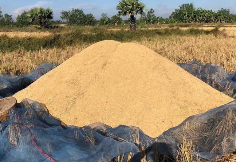 တိုင်းဒေသကြီး သုံးခုတွင် ဆန်စပါး Export Zone များလုပ်မည်